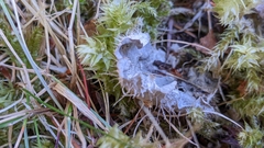 Peltigera rufescens