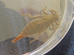 Arigomphus