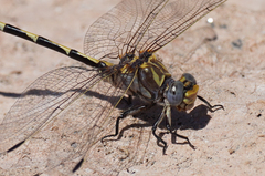 Progomphus borealis