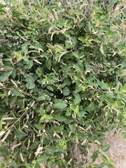 Acalypha californica