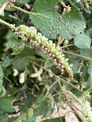 Acalypha californica