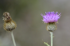 Cirsium rhaphilepis