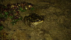 Rhinella atacamensis