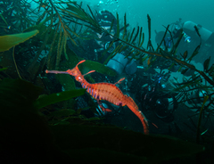 Phyllopteryx taeniolatus