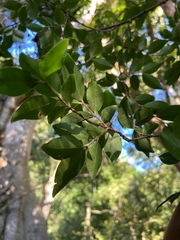 Psidium sartorianum