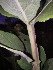 Verbesina sphaerocephala