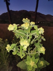 Verbesina sphaerocephala