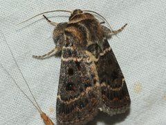 Proteuxoa sanguinipuncta