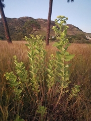 Verbesina sphaerocephala