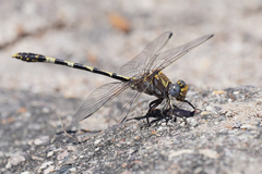 Progomphus borealis
