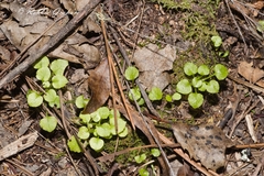 Pterostylis alobula