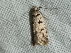 Scatochresis episema