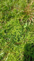 Pseudocrossidium crinitum