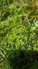 Pseudocrossidium crinitum