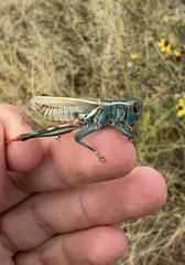 Melanoplus thomasi