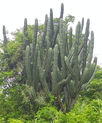 Stenocereus laevigatus