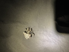 Coenobita compressus
