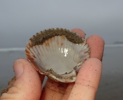 Clinocardium nuttallii