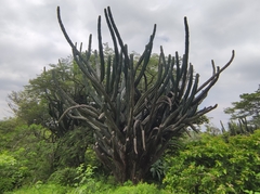 Stenocereus laevigatus