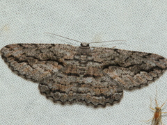 Scioglyptis canescaria