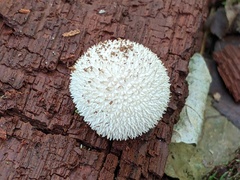Lycoperdon caudatum
