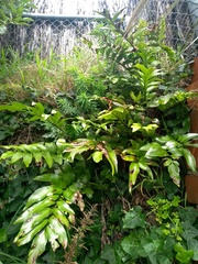 Asplenium oblongifolium