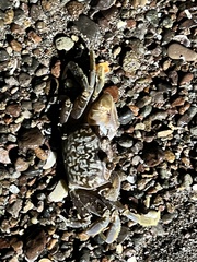 Ocypode occidentalis