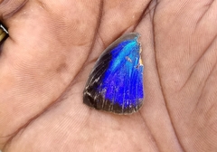 Arhopala centaurus