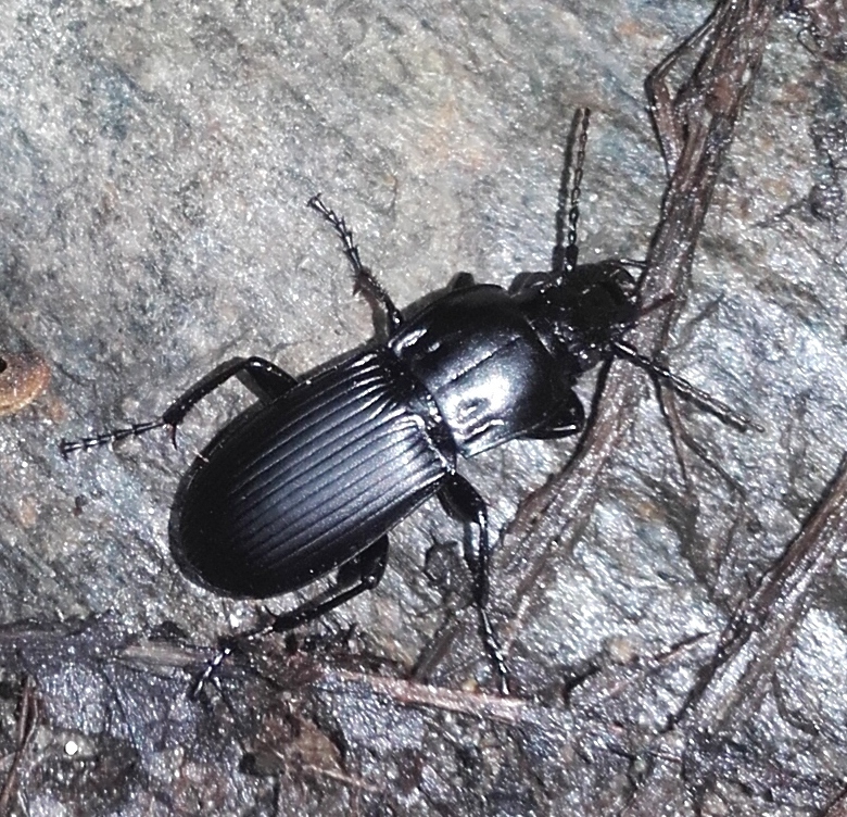 Abax contractus