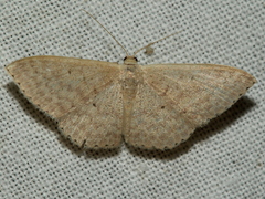 Scopula optivata