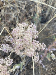 Lepidium appelianum