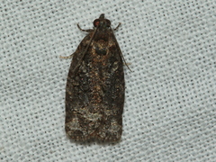 Thrincophora signigerana
