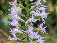 Liatris elegans