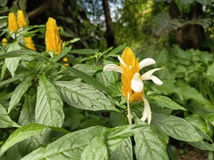 Pachystachys lutea