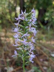 Liatris elegans