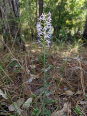 Liatris elegans