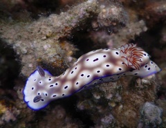 Hypselodoris tryoni