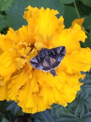 Autographa
