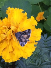 Autographa