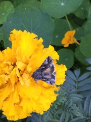 Autographa