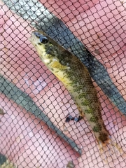 Etheostoma zonale