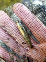 Etheostoma zonale
