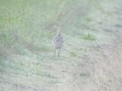 Bartramia longicauda