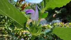 Hygrophila phlomoides