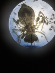 Erythemis simplicicollis