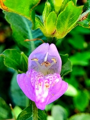 Hygrophila phlomoides