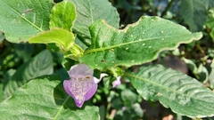 Hygrophila phlomoides