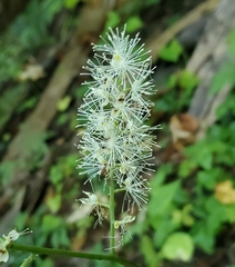 Actaea racemosa