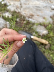 Ipomoea costellata