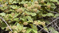 Physocarpus